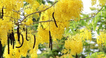 Muồng hoàng yến - loài hoa của nữ hoàng, mùa hè nở vàng rực một góc trời, đẹp mê mẩn, nhưng có độc