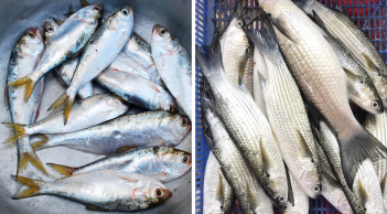 Đi chợ thấy 6 loại cá này phải mua ngay, đảm bảo đánh bắt tự nhiên, ngọt thịt, bổ dưỡng