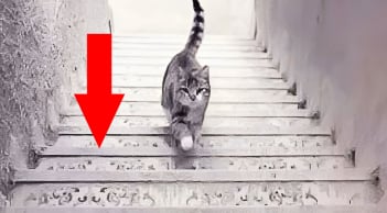 Trắc nghiệm: Hướng đi của con mèo nói lên tính cách nội tâm của bạn?