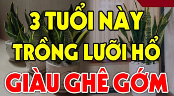 Cây lưỡi hổ xua đuổi tà ma, hút tiền tài: 3 người này trồng kinh doanh đắc tài, chẳng thiếu tiền xài