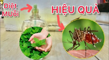 Vò nắm lá để góc nhà, muỗi cả đàn cũng kéo nhau đi hết, cả nhà yên tâm ngủ