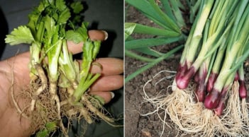 7 loại rau củ có khả năng “tái sinh”, ăn xong vứt gốc đi chẳng khác nào “ném tiền qua cửa sổ”