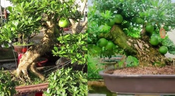 Từ cây dại thành cây bonsai độc đáo, mang lại tài lộc, có giá tới 150 triệu đồng