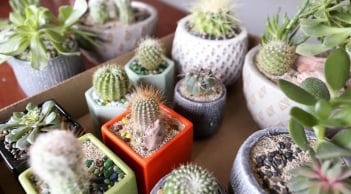 Cây xương rồng phù hợp với người mệnh gì? 1 tuổi đại kỵ, 2 tuổi muốn nghèo cũng khó