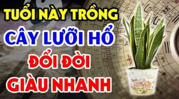 2 tuổi trồng cây lưỡi hổ 'cắt đứt' tài lộc, 2 tuổi khác trồng đón thần Tài về, là những tuổi nào?