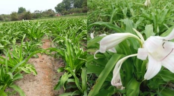 Giàu lên nhờ vườn cây ‘thần dược’: Không tốn nhiều công chăm sóc, thu về 100 triệu/năm