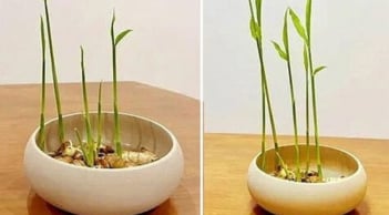 Cách trồng gừng bonsai đẹp mê mẩn