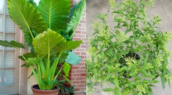 4 loại cây “tuy đẹp mà độc”, nếu trồng trong nhà cần loại bỏ ngay để tránh “rước hoạ vào thân”
