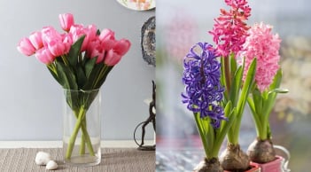 5 loại hoa dù đẹp đến mấy cũng tránh đặt trong nhà kẻo thu hút vận xui, rước đen đủi vào cửa