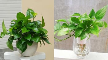 Tại sao không nên trồng trầu bà trong nhà? Lý do khiến nhiều người phải ngỡ ngàng “bật ngửa”