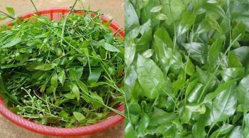 Loại cây dại bỏ hoang bỗng chốc thành đặc sản giá 150 nghìn đồng/kg, dân thành phố tranh nhau mua