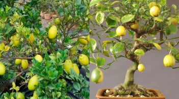 Cây ăn quả 'mọc dại' biến thành bonsai độc đáo: Vừa đẹp vừa mang tài lộc, giá cao vẫn được săn đón