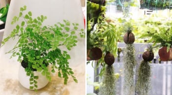 6 cây cảnh hút mùi cực tốt, dễ sống: Đặt 1 chậu trong phòng tắm lọc sạch không khí, lúc nào cũng thơm tho