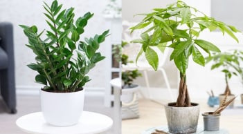 Thầy phong thuỷ chỉ rõ: 5 cây cảnh phù hợp với 5 mệnh, trồng trước nhà chẳng khác nào “bùa may mắn”