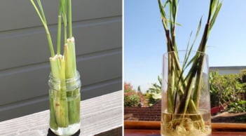 Cách trồng sả không cần đất, đơn giản, dễ trồng, lại cực dễ chăm