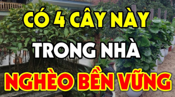 4 loại cây càng xanh tươi gia chủ càng nghèo khó khánh kiệt, ngày lụi bại không còn xa: Chặt ngay khi quá muộn