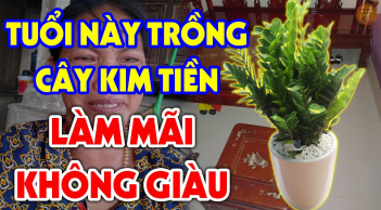 Cây Kim Tiền cây phong thủy ai trồng cũng được: Nhưng người tuổi này đại kỵ, chỉ 1 cây cũng đủ 'sầu'