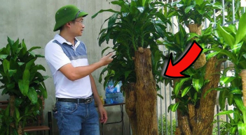 Có 1 người rất kị trồng cây Thiết Mộc Lan, cố trồng tiền của trôi sông đổ bể