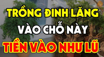 Vị trí tốt nhất trồng cây Đinh Lăng giúp trấn giữ của cải: Chỉ cần trồng 1 cây nhỏ thôi cũng giàu