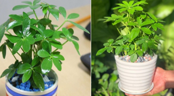 Cây ngũ gia bì hợp tuổi nào, Mệnh nào và ý nghĩa phong thủy?