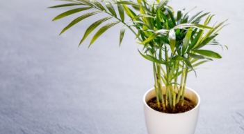 Các loại cây phong thủy hợp người mệnh Mộc, mang đến nhiều điều tốt