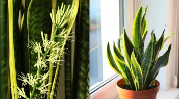 Mẹo hay giúp cây lưỡi hổ ra hoa nhanh, gia chủ phát tài phát lộc quanh năm