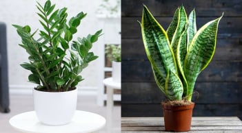 2 loại cây càng trồng càng 'đẻ ra tiền', nghèo đến mấy cũng nên có 1 chậu nếu muốn đổi vận