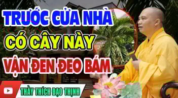 Thầy phong thủy dặn: 4 loại cây trồng trước nhà ốm đau, lụi bại: Gia chủ nghèo không ngóc lên được, là cây gì?