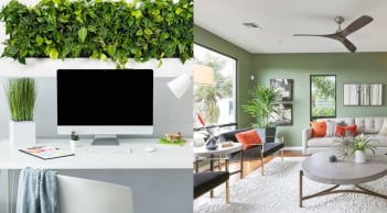 Người giàu thường đặt cây ở 4 vị trí này trong nhà, vận may kéo tới không ngừng, bạn thử là biết