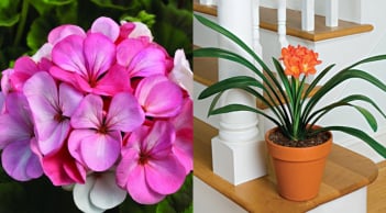 4 loại hoa 'mua là hối hận', nhiều người thề không bao giờ trồng nữa: Lý do là gì?