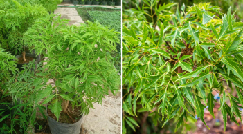 Cây Đinh Lăng hút tài lộc: Muốn nhận nhiều may mắn, chọn đúng vị trí này, không nên trồng lung tung