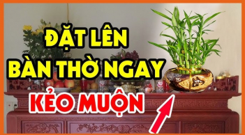 ４ loại cây Đệ Tử Thần Tài: Cây càng xanh, người càng lên như Rồng Cưỡi Mây, đó là cây gì?