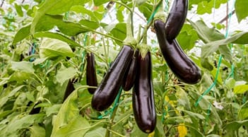 Những ai không nên ăn cà tím?