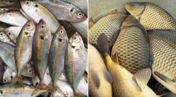 Đều là cá nhưng cá biển hay cá nước ngọt bổ dưỡng hơn?