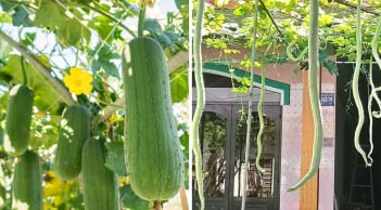 4 loại quả 'bổ như sâm”, không thuốc trừ sâu: Giá rẻ bèo có đầy ngoài chợ