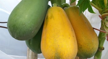 4 loại quả không thuốc trừ sâu lại bổ như sâm, ăn thỏa mái không lo hại người