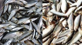 Chợ Việt có loại cá giàu canxi hơn sữa, omega-3 không thua cá hồi, giá lại rất rẻ