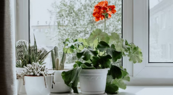 3 loại cây trồng trong nhà giúp phòng tắm thơm như nước hoa