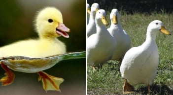 Các cụ nói, 'nghe như vịt nghe sấm': Tại sao loài vịt không hề e ngại mưa bão?