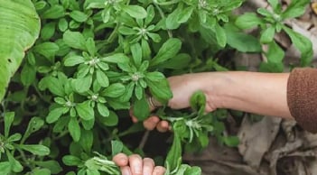 Cây dại mọc bờ bụi xưa cho gà ăn, nay thành đặc sản, chợ bán 80.000 đồng/kg