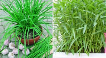 5 loại rau cắm xuống đất là sống: Trồng một lần ăn quanh năm, không cần chăm vẫn tươi tốt