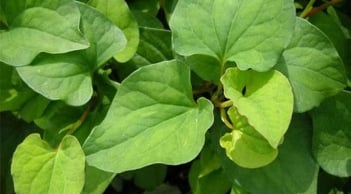 6 loại rau thơm bạn thường ăn hàng ngày giúp sống khỏe và sống thọ hơn