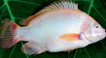 Đi chợ gặp 6 loại cá này mua ngay kẻo hết: Cá tự nhiên giá bình dân bổ như nhân sâm tổ yến