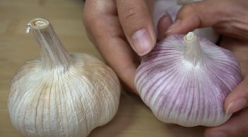 Tỏi vỏ tím hay vỏ trắng ngon hơn, để lâu không bị mọc mầm?