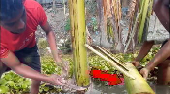 Vì sao cây chuối xanh tốt - nhiều mầm đến mấy cũng phải chặt bỏ hết sau khi lấy quả?
