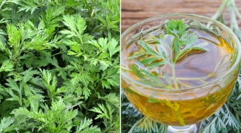 Ngải cứu không chỉ là rau ăn hằng ngày, có thể dùng trong 7 bài thuốc tốt cho cơ thể