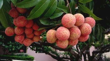 Người bị 6 bệnh này không nên ăn vải dù thèm đến mấy