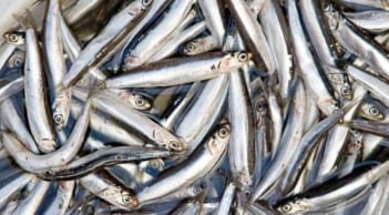Loại cá dân dã giàu canxi gấp 25 lần cá hồi, giá chỉ 30.000 đồng/kg, thành đặc sản sang trọng