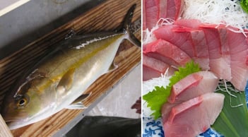 Loài cá ngọt thịt - ít xương - nhiều dinh dưỡng, Việt Nam nhân giống hàng loạt, Nhật Bản bán 1 triệu/kg