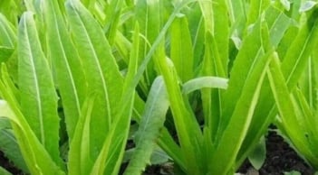 Loại rau quen thuộc chứa canxi gấp nhiều lần sữa, ăn sống hay nấu chín đều bổ cực tốt